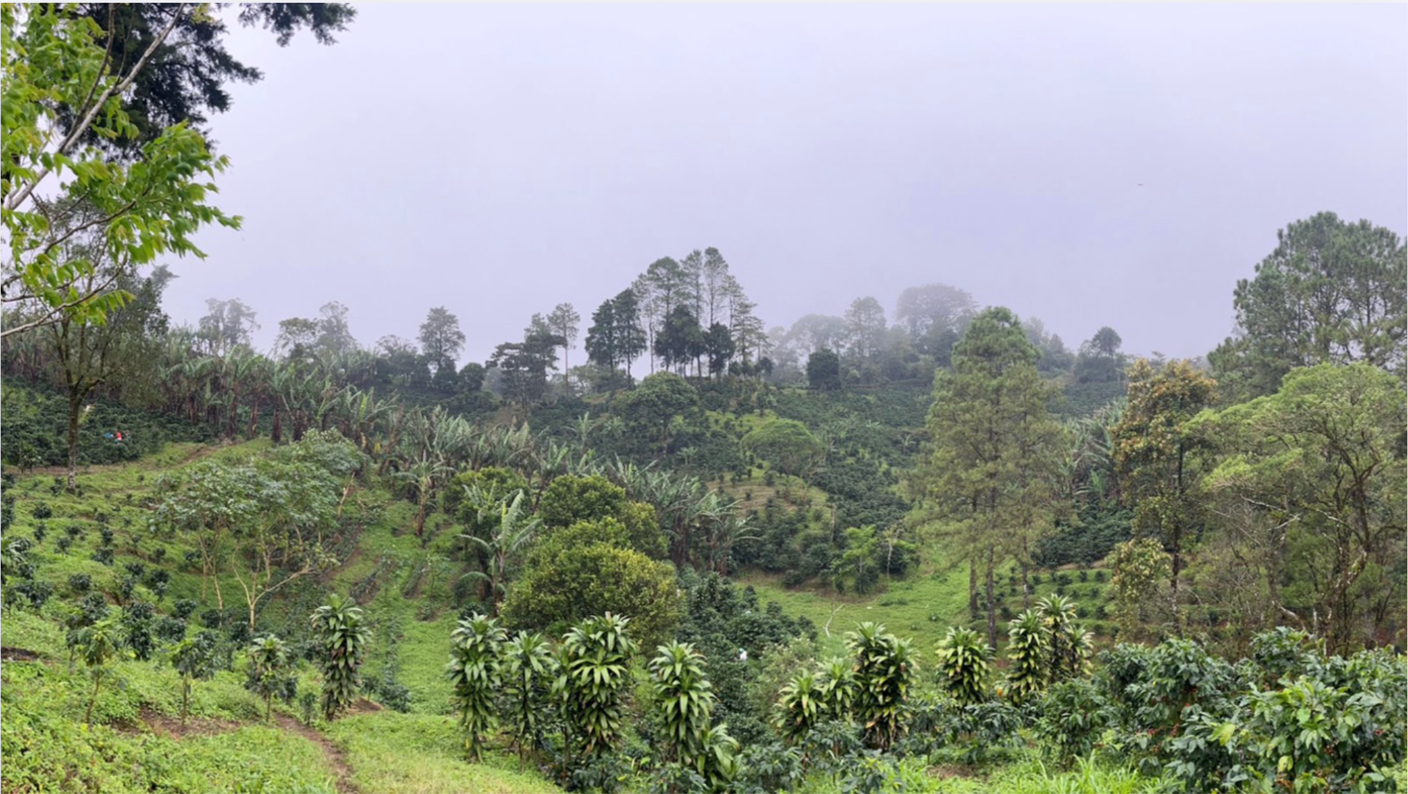 Nicaragua Salvaje Coffee | Nossa Familia Coffee