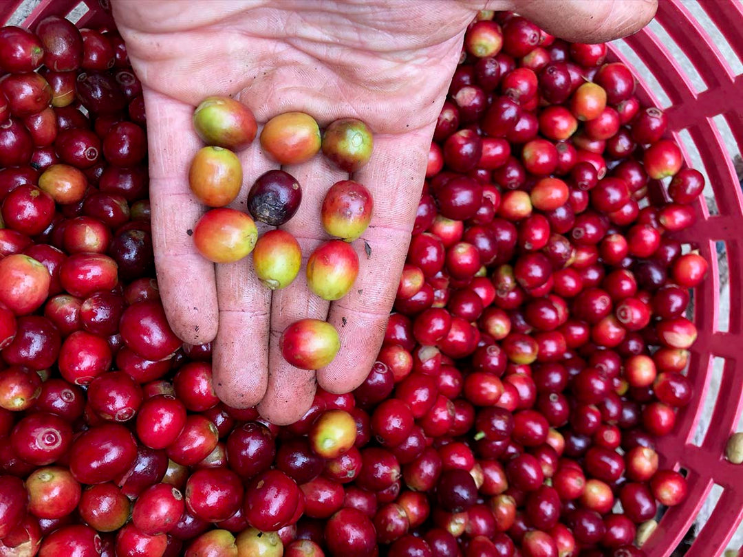 Hand harvested coffee beans