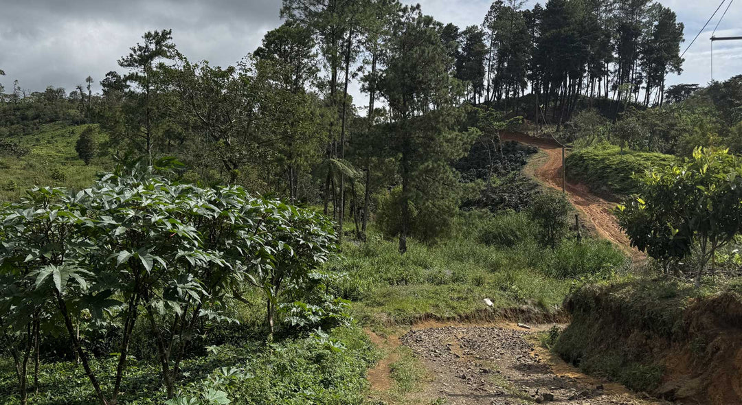Coffee farm in Nicaragua