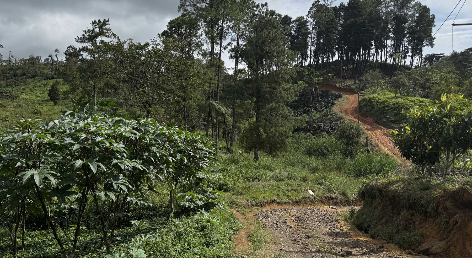 Coffee farm in Nicaragua