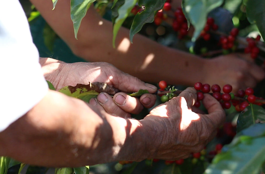 Our 2025 B Corp Report: Using Coffee as a Force for Good