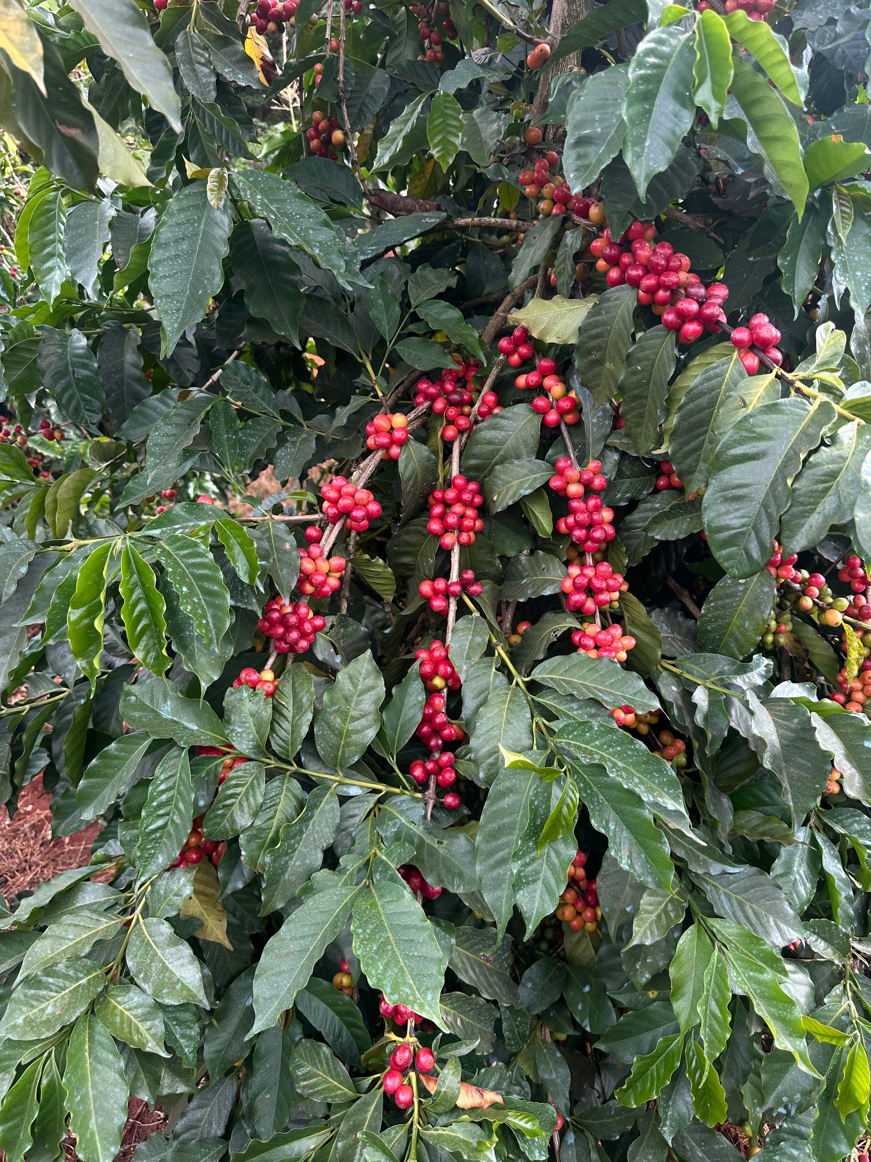 Kenya Mbandi Undugu: A Roaster's Choice That Celebrates Kenya's Brightest Coffees