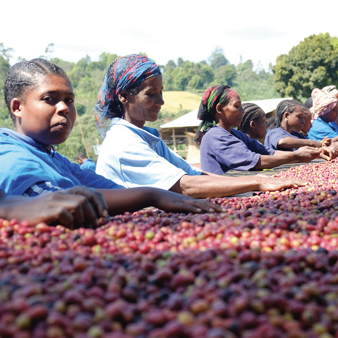 Microlot Coffee Talk with Catalyst Trade: Ethiopia