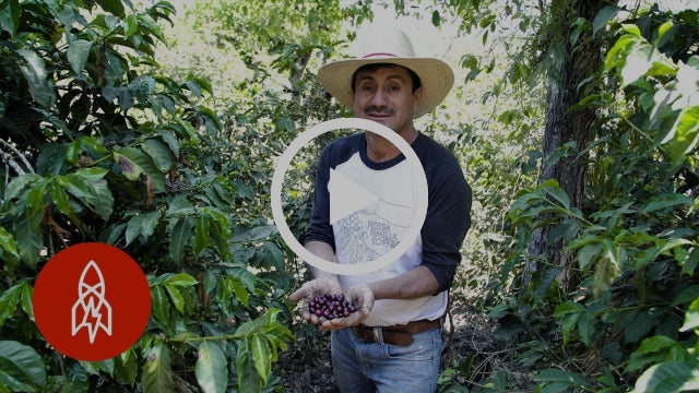 Harvesting Volcanic Coffee