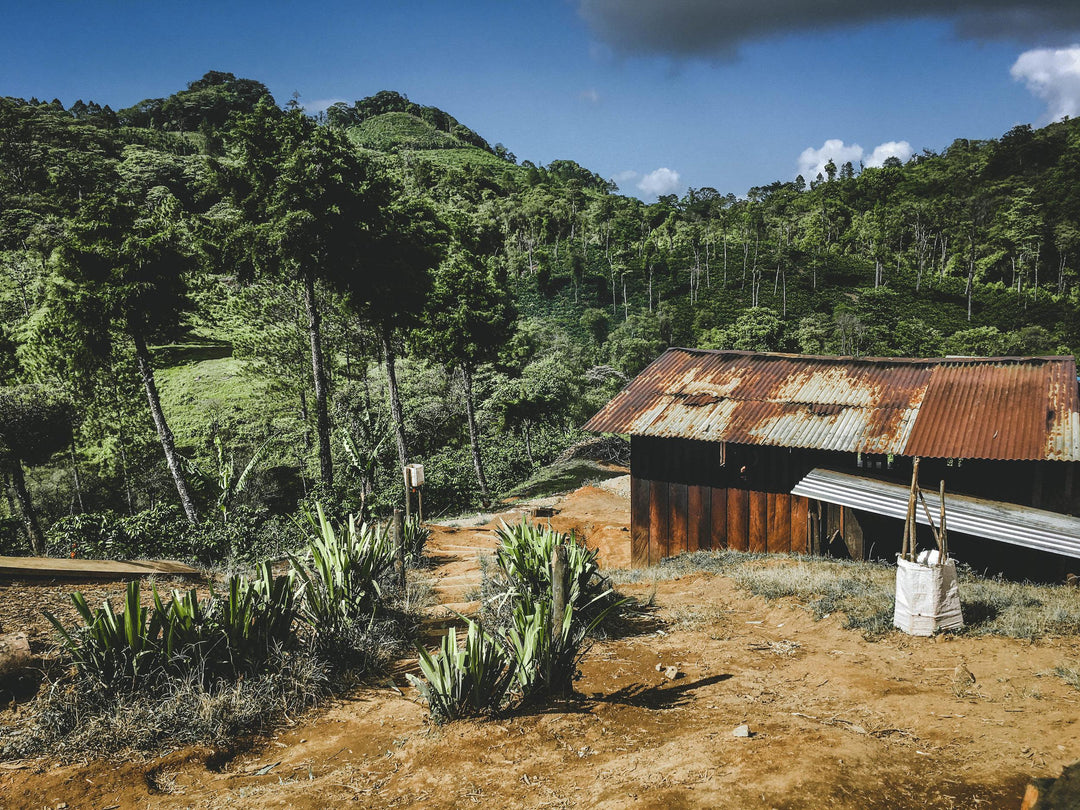 Giving Back to Nicaragua with our Festa Holiday Blend