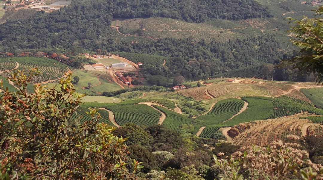 Happy National Coffee Day Brazil!