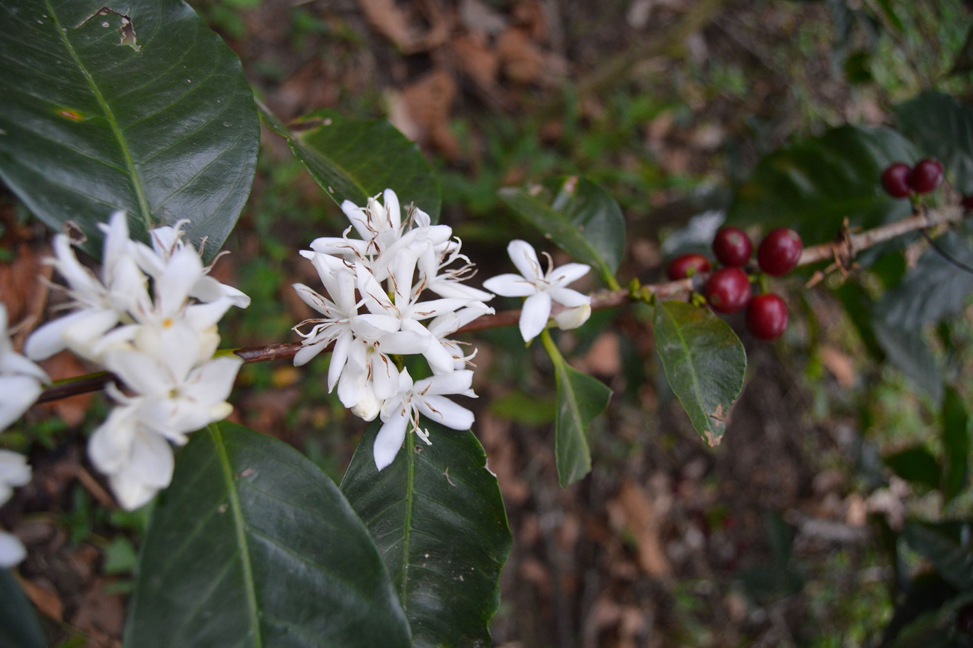 Coffees from Nicaragua