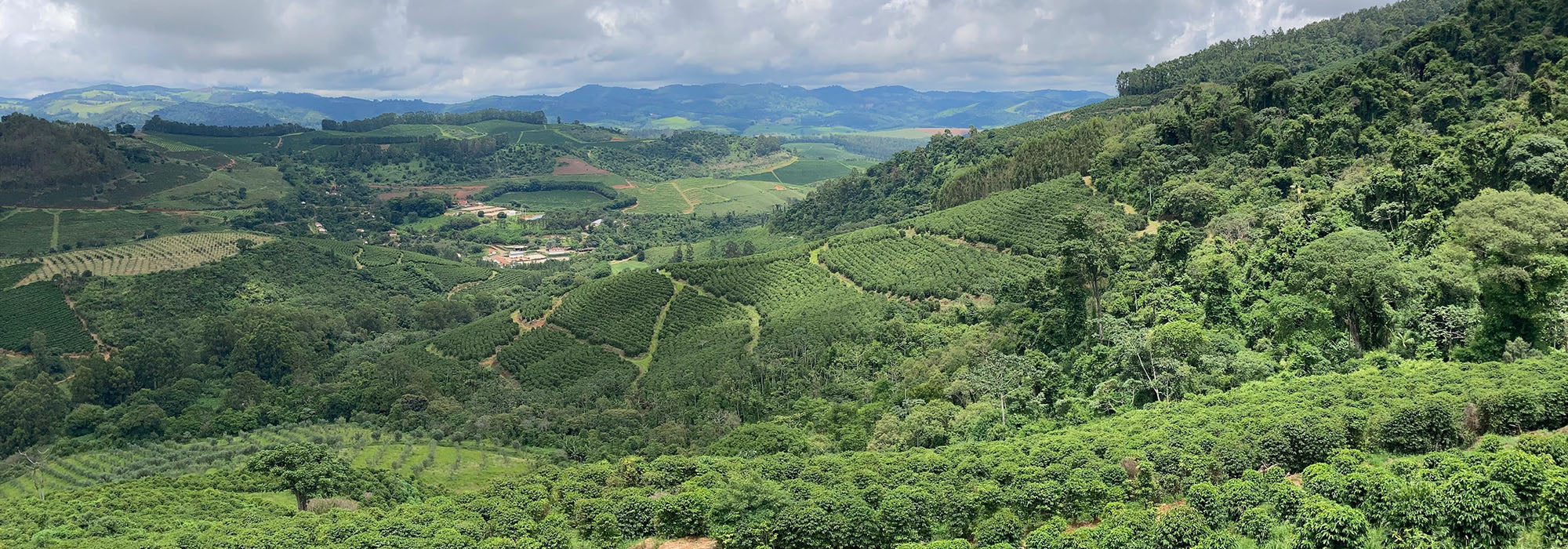 Coffees From Our Family Farms in Brazil