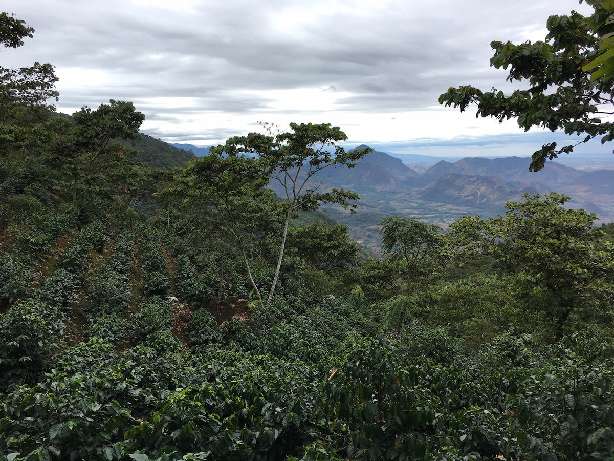 UPC farm Guatemala