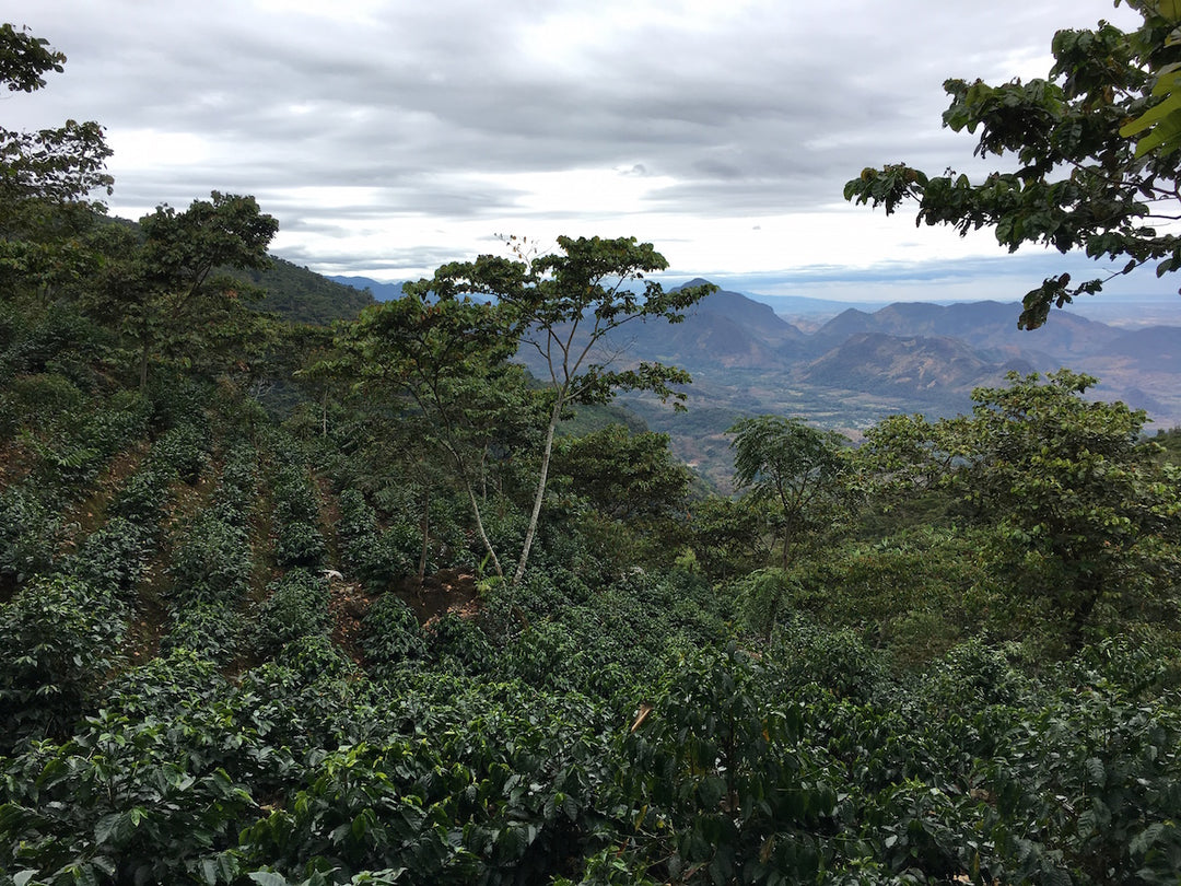 UPC Guatemalan Coffee Growers
