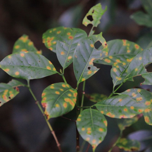 Coffee Leaf Rust (roya) resistance research