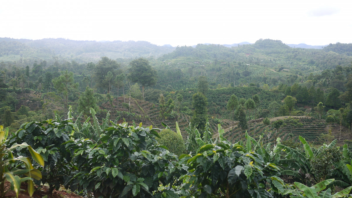 Finca San Jose de las Nubes Nicaragua Coffee Farm