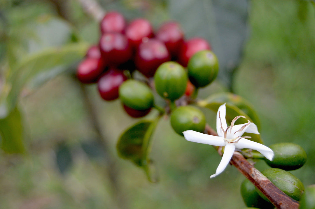 The beauty of the spectrum of coffee ripeness