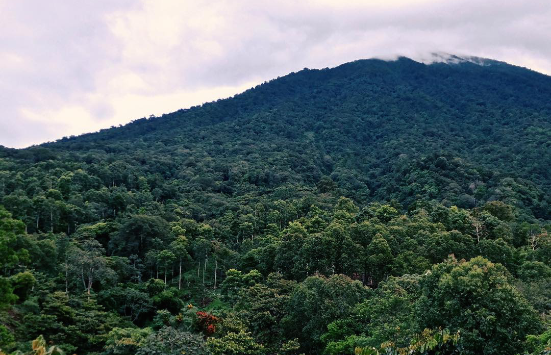 Finca San Jeronimo miramar coffee farm in Guatemala