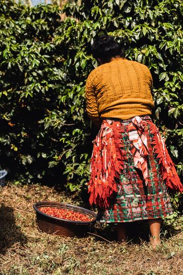 La armonia Hermosa woman picking coffee