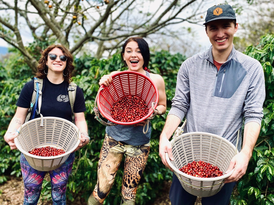 Three Friends Picking Coffee Beans in Guatamala