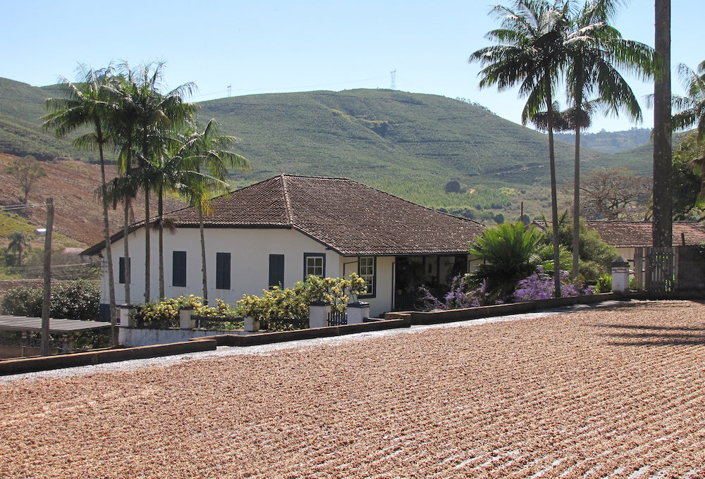 Coffee drying on the patios of our family farm, Fazenda Recreio in the highlands of Brazil.