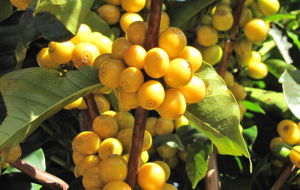 Yellow bourbon coffee from our family farm, Fazenda Recreio in the highlands of Brazil.