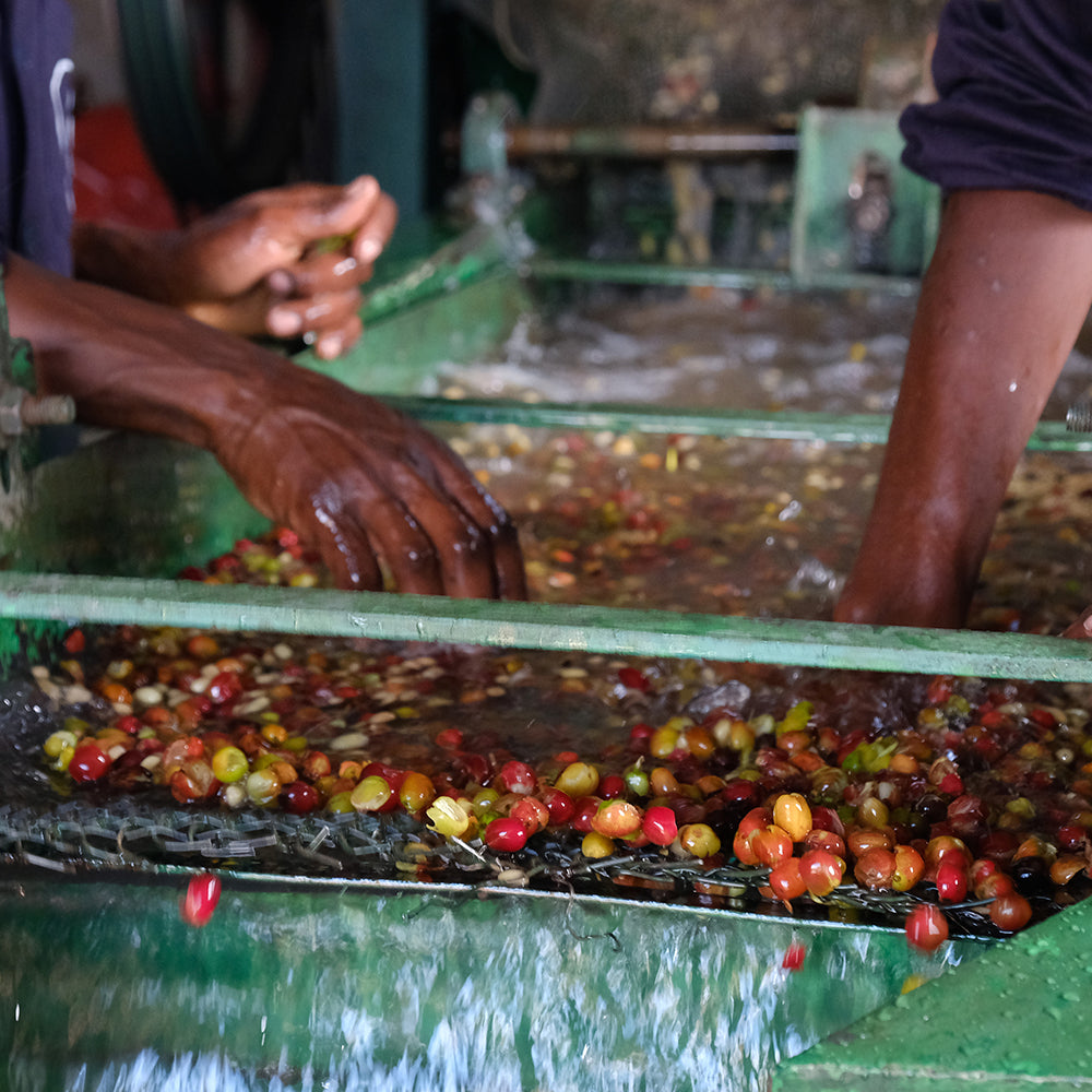 Ethiopia - Demeka Becha