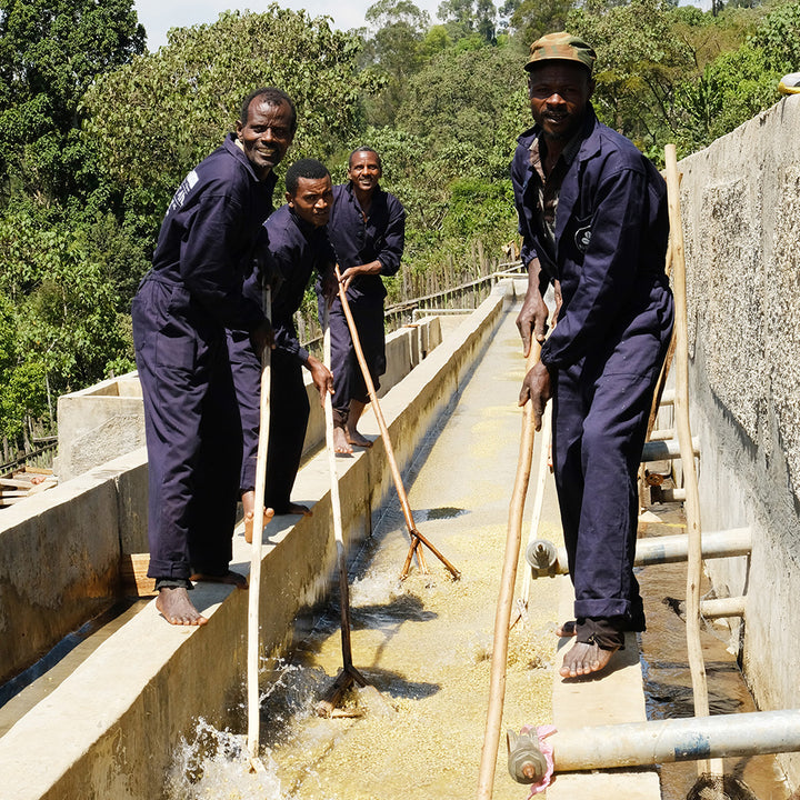 Ethiopia - Demeka Becha